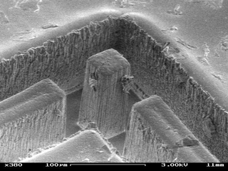 Illustration for article titled The Microscopic Chambers of the Sea